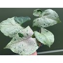 Syngonium green splash