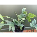 Philodendron Florida Green