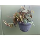 Philodendron micans Hängeampel