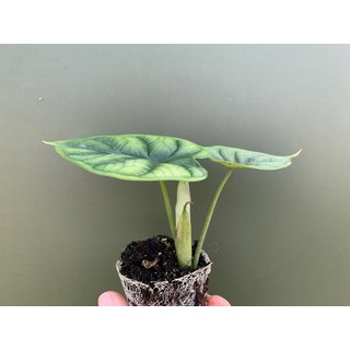 Alocasia Dragon Scale Babyplant