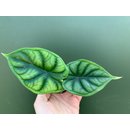 Alocasia Dragon Scale Babyplant