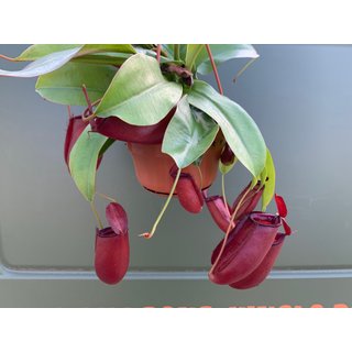 Nepenthes spec. Hängeampel