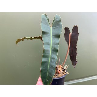 Philodendron billitaei x atabapoense
