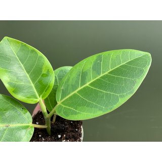 Ficus Variegated Golden Babyplant