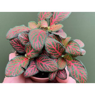 Fittonia albivenis - Mosaikpflanze rot Babyplant