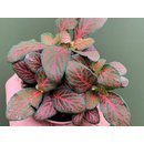 Fittonia albivenis - Mosaikpflanze rot Babyplant