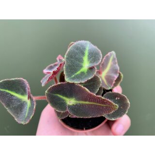 Begonia listada Babyplant