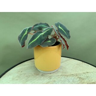 Begonia listada Babyplant