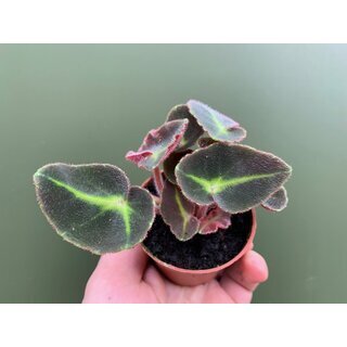 Begonia listada Babyplant