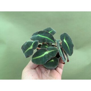 Begonia listada Babyplant