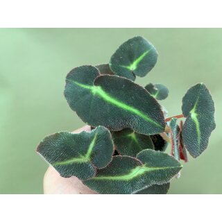 Begonia listada Babyplant