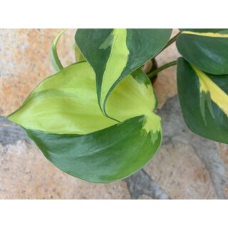 Philodendron scandens Brasil Babyplant