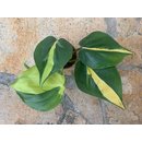 Philodendron scandens Brasil Babyplant