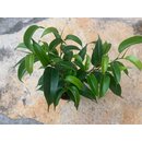 Ficus Benjamini Birkenfeige Babyplant