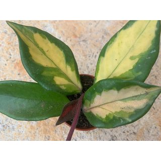 Hoya carnosa tricolor Babyplant