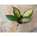 Hoya carnosa tricolor Babyplant