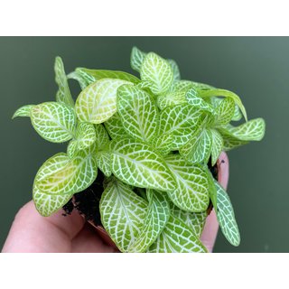 Fittonia lemmon Babyplant