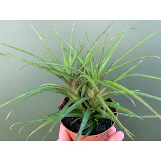 Guzmania angustifolia