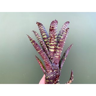 Neoregelia ampullacea purple stripe