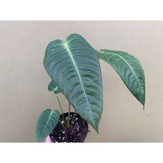 Anthurium veitchii L