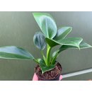 Philodendron green princess