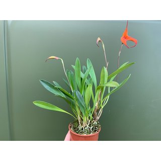 Masdevallia Orchidee XL