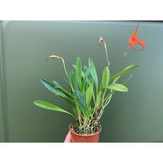 Masdevallia Orchidee XL