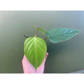 Philodendron ornatum