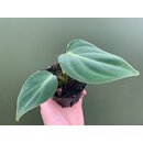 Philodendron gloriosum S