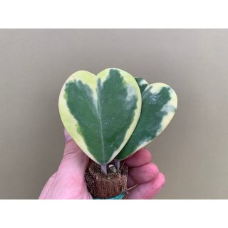 Hoya Kerrii Albomarginata