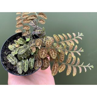Rankpflanze spec. Ecuador
