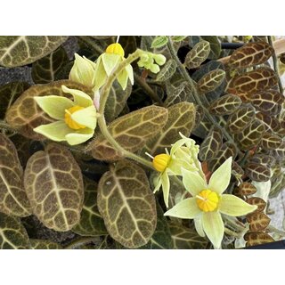 Solanum evolvulifolium