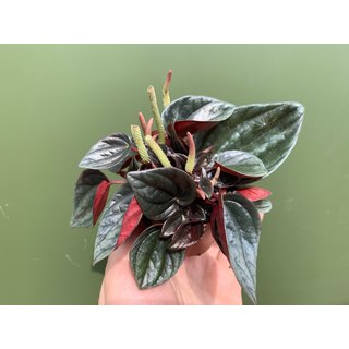 Peperomia caperata Rosso Babyplanrt