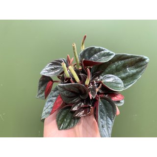Peperomia caperata Rosso Babyplanrt