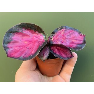 Calathea roseopicta Rosy Babyplant