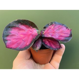 Calathea roseopicta Rosy