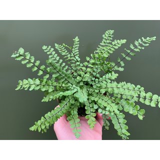 Asplenium trichomanes