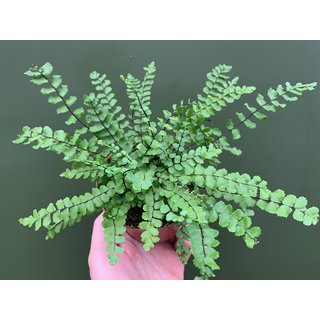 Asplenium trichomanes