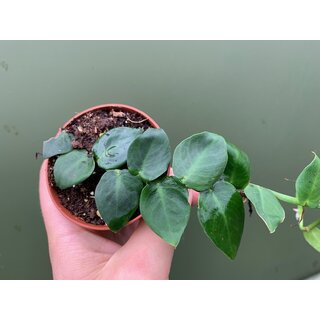 Rhaphidophora hayi