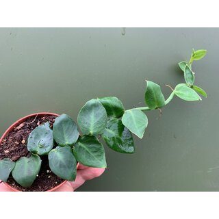 Rhaphidophora hayi