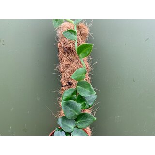 Rhaphidophora hayi