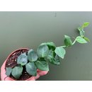 Rhaphidophora hayi