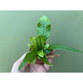 Asplenium spec. Costa Rica NEU