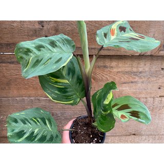 Maranta leuconeura kerchoveana variegata