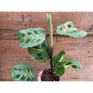 Maranta leuconeura kerchoveana variegata