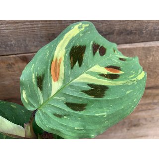 Maranta leuconeura kerchoveana variegata