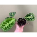 Maranta Lemon Lime