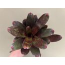 Neoregelia Rio Red