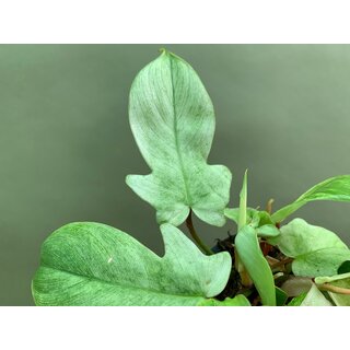 Philodendron Florida Ghost