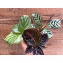 Calathea Baby Plant Mix ( 3 Pflanzen)